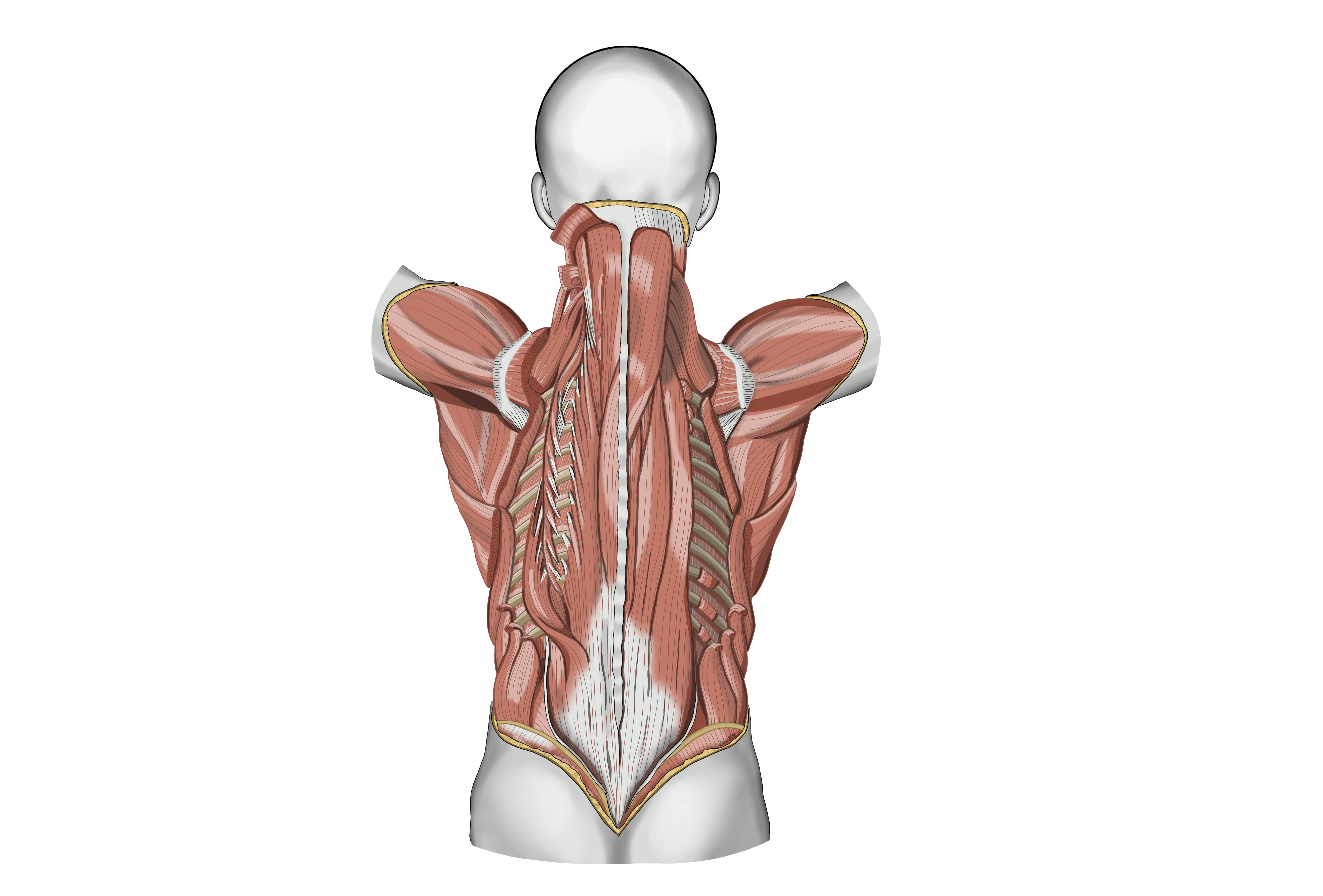 Paraspinal Muscles: Anatomy and Function